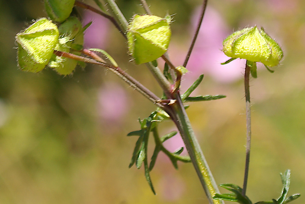 Malva alcea